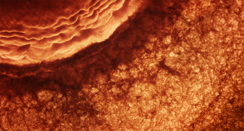 Illustration for article titled Gorgeous Tree of Life stills look like the greatest science epic of all time